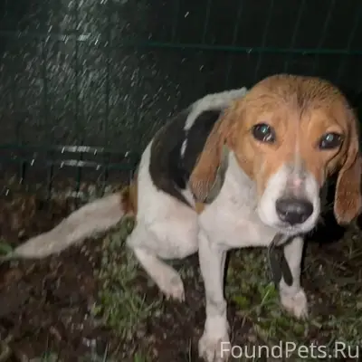 Найден бигль, без клички