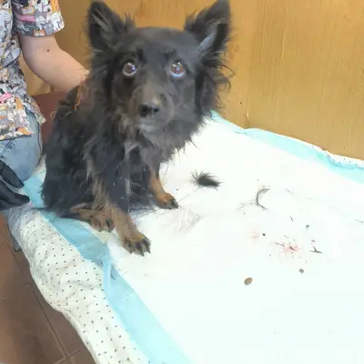 Найден щенок, район Протека