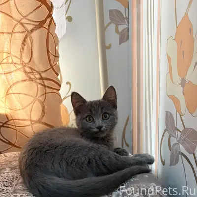 Пропал котёнок, серый окрас, ул. 8 марта