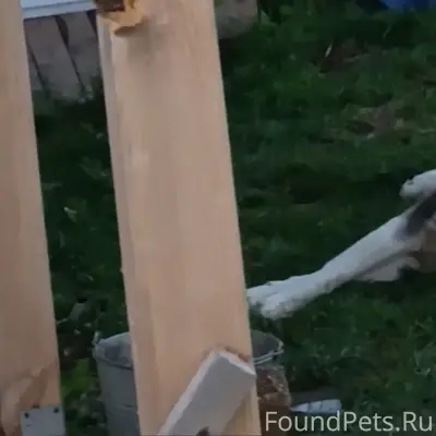 Пропал пёс, Жуков