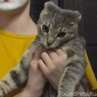 Пропал вислоухий кот, район Ленский