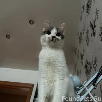 Пропал кот, рабочий посёлок