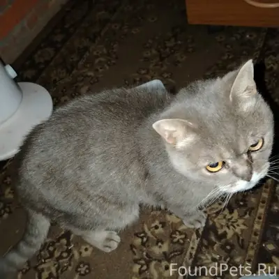 Найден кот, ул. Клубная