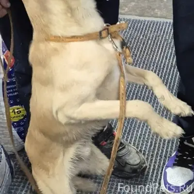 Найден тип собака, Яйва, улица Парковая