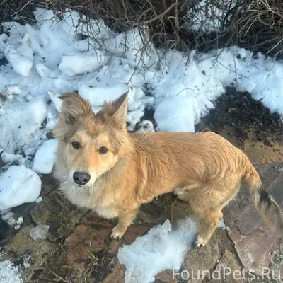 Найден тип собака, с. Большая Ельня