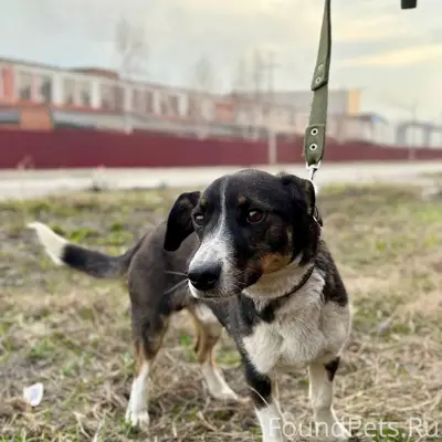 Найден молодой пёс, трасса Бийск — Барнаул