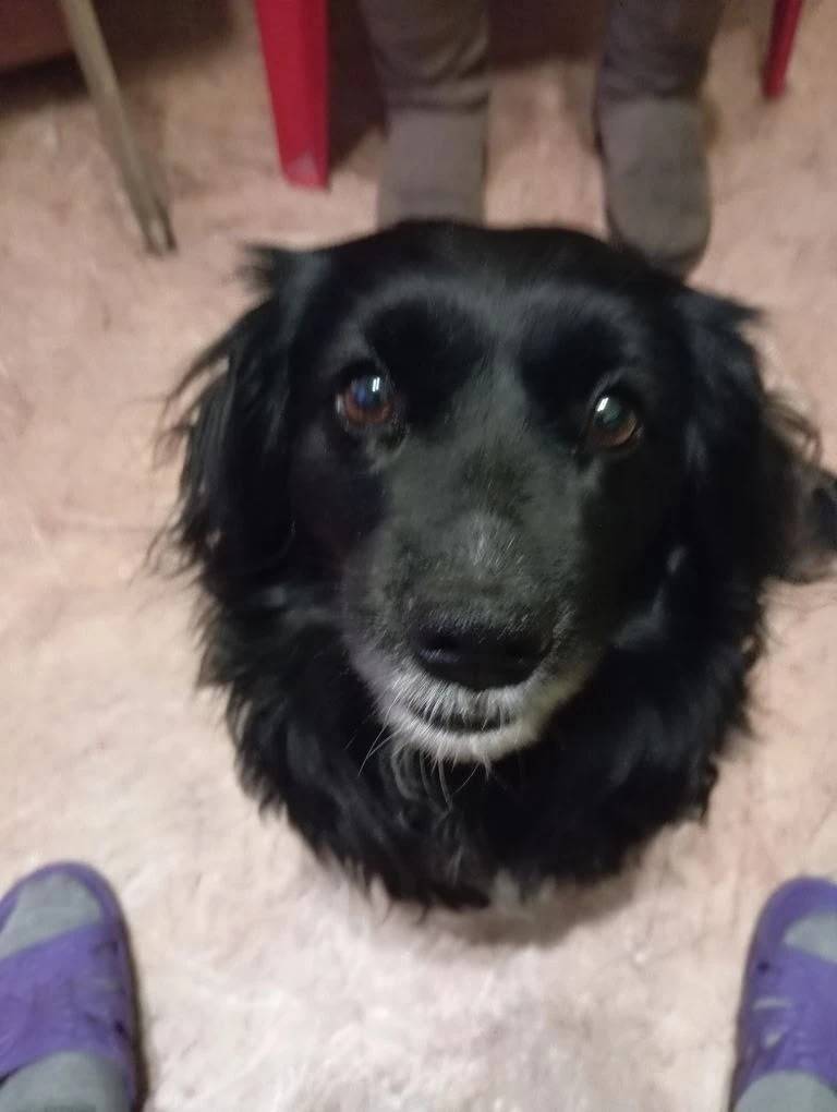 Пропала собака Жужа, Николаева/Дары Ямала