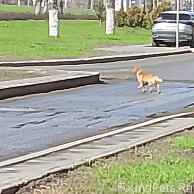 Найден пёс в ошейнике, Мехзавод, 10 квартал