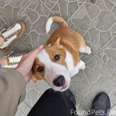 Найден щенок, микрорайон Десноград