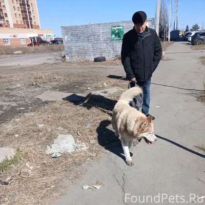 Найден хаски, Омск, район Амур-2