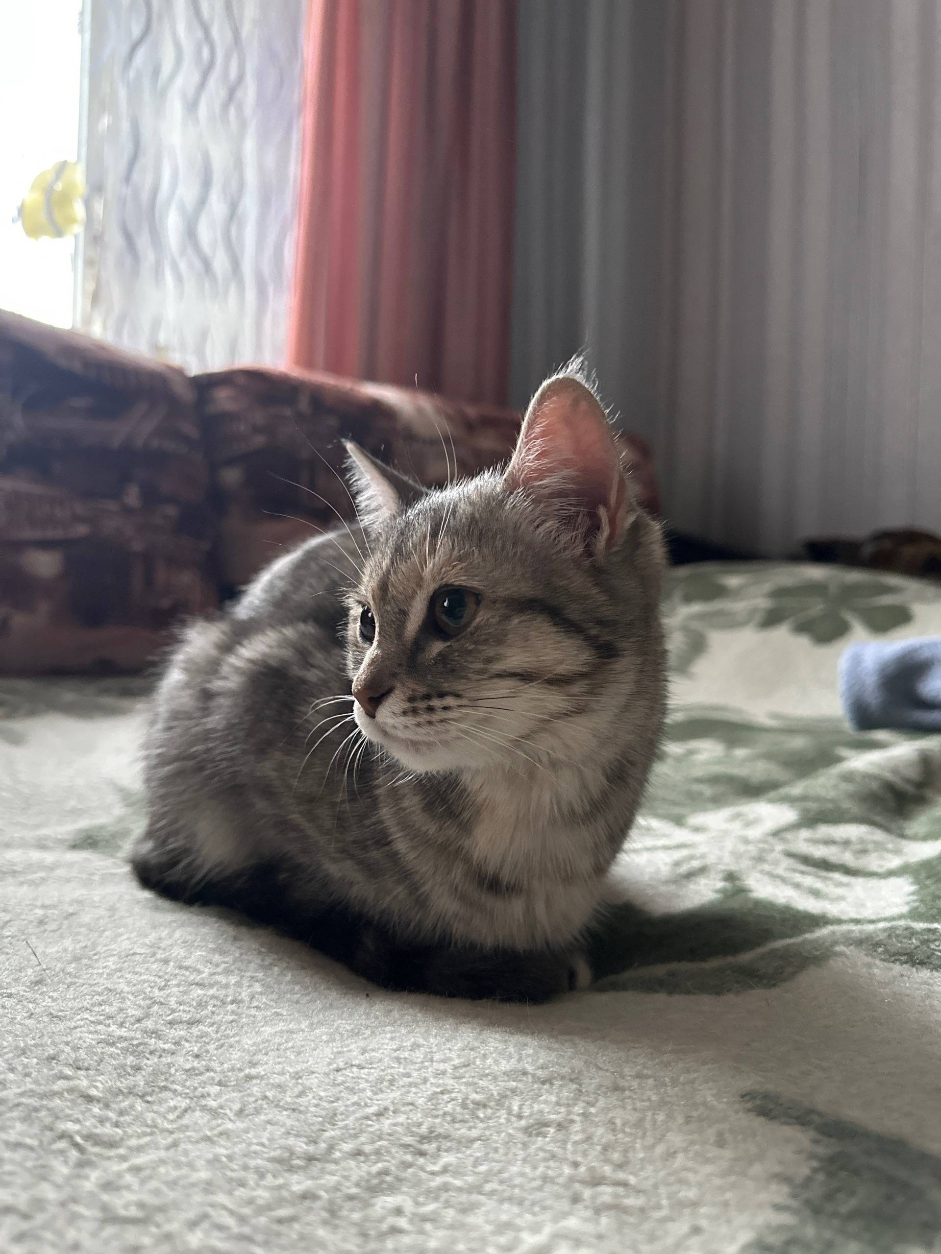 Найдена кошка, район школы 1