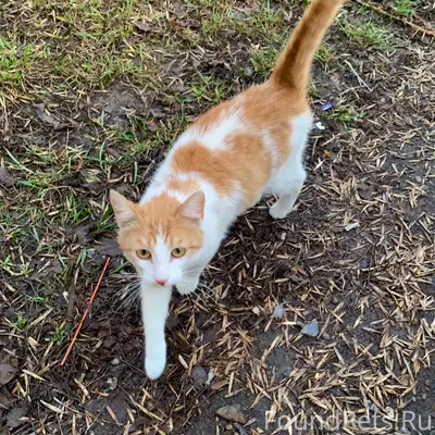 Найдены кошки, ул. Вологодская
