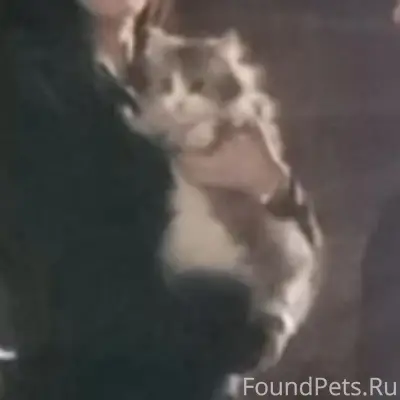 Пропала кошка, Центр