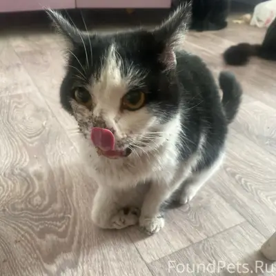 Найдена кошка, Сельмаш