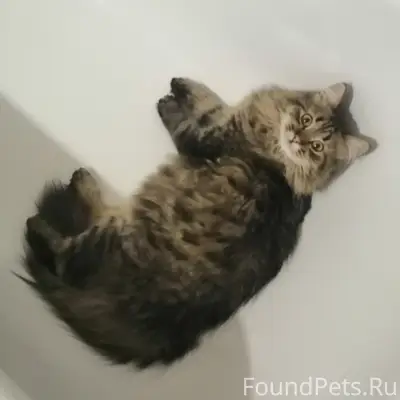 Пропала домашняя кошка Софа, центральный район