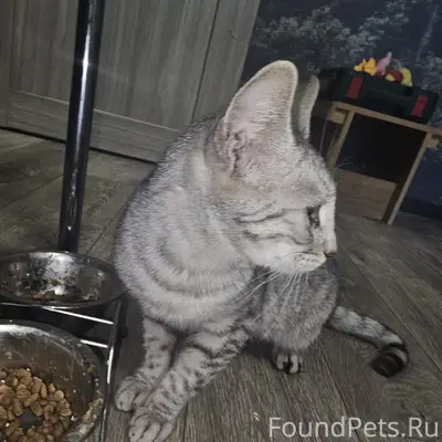 Найдена кошка, Кировский район