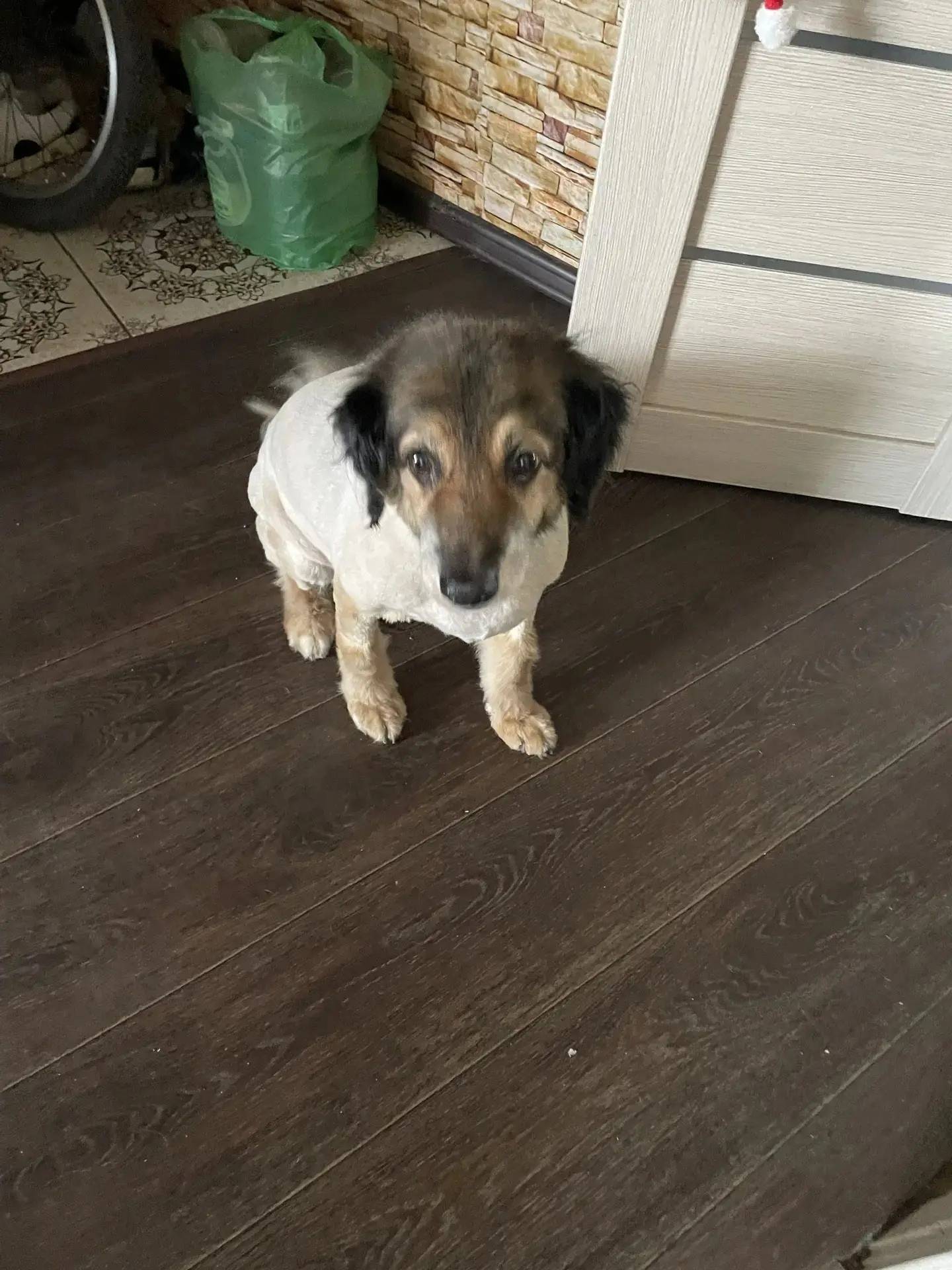 Пропала собака Тоня, район хромпика