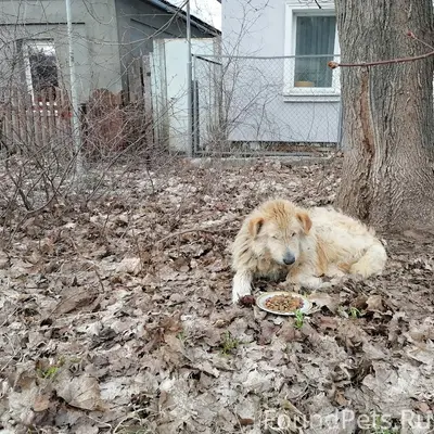 Найден пёс, переулок Чкалова