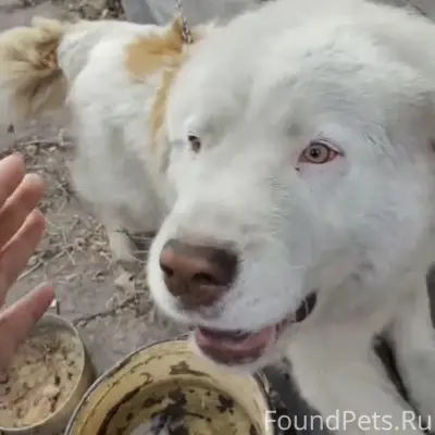 Пропал Малыш, Прокопьевск, Ясная Поляна