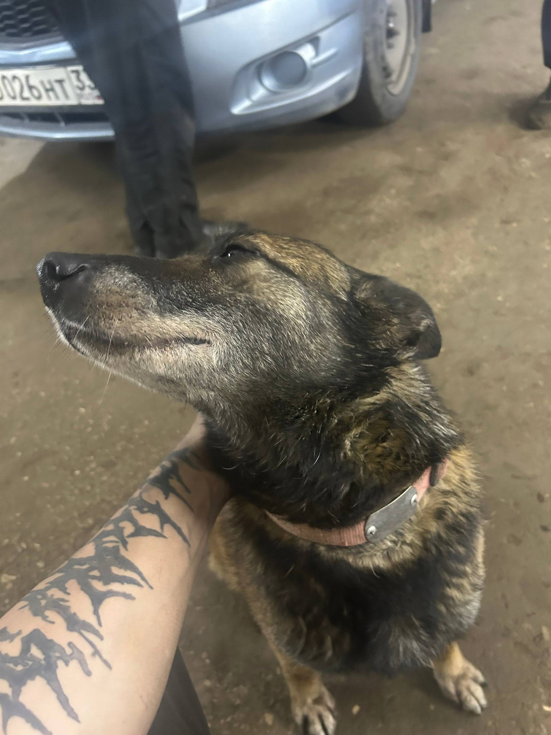 Найденна собака Рута