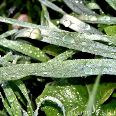 Найден кот, предположительно потерявшийся, город К