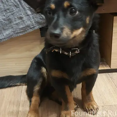 Пропал Граф, район 21 школы