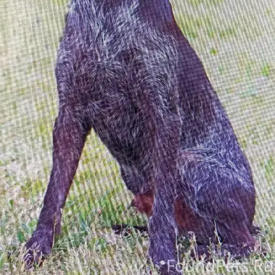 Пропала собака дратхаар Альма, Мышкинский район