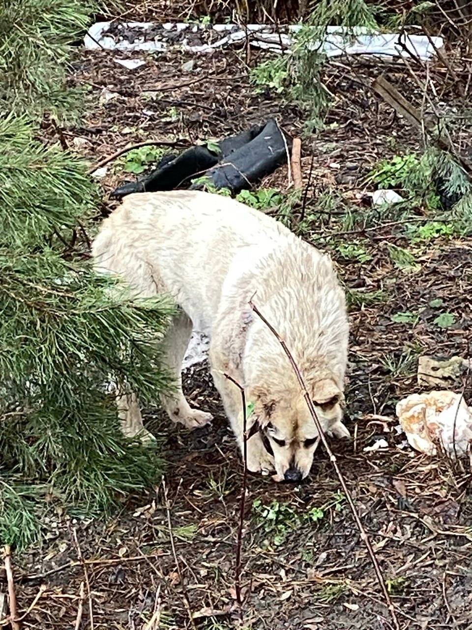 Найдена собака, Сормово, Нижний Новгород