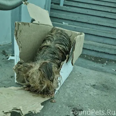 Найдена собака Йорк терьер, трасса М5