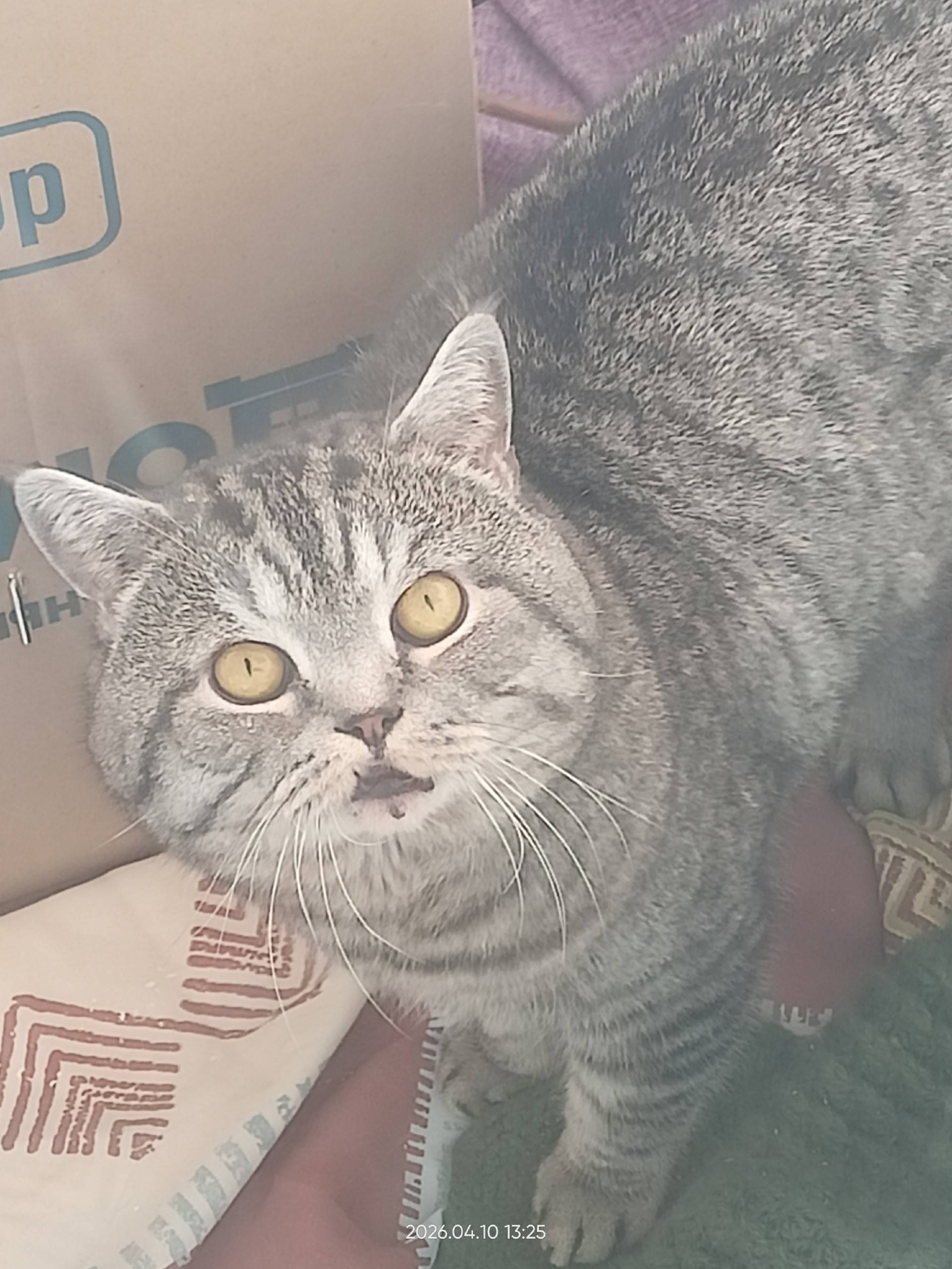 Найден кот, Лесопарковая,13a