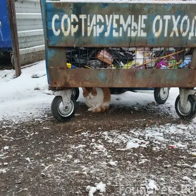 Найден кот, Трубный район
