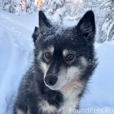 Пропали собаки, возле Аксарки