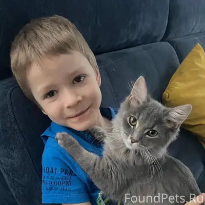 Найдена кошка Пушок