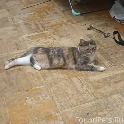 Пропала кошка Майка, Первомайский проезд