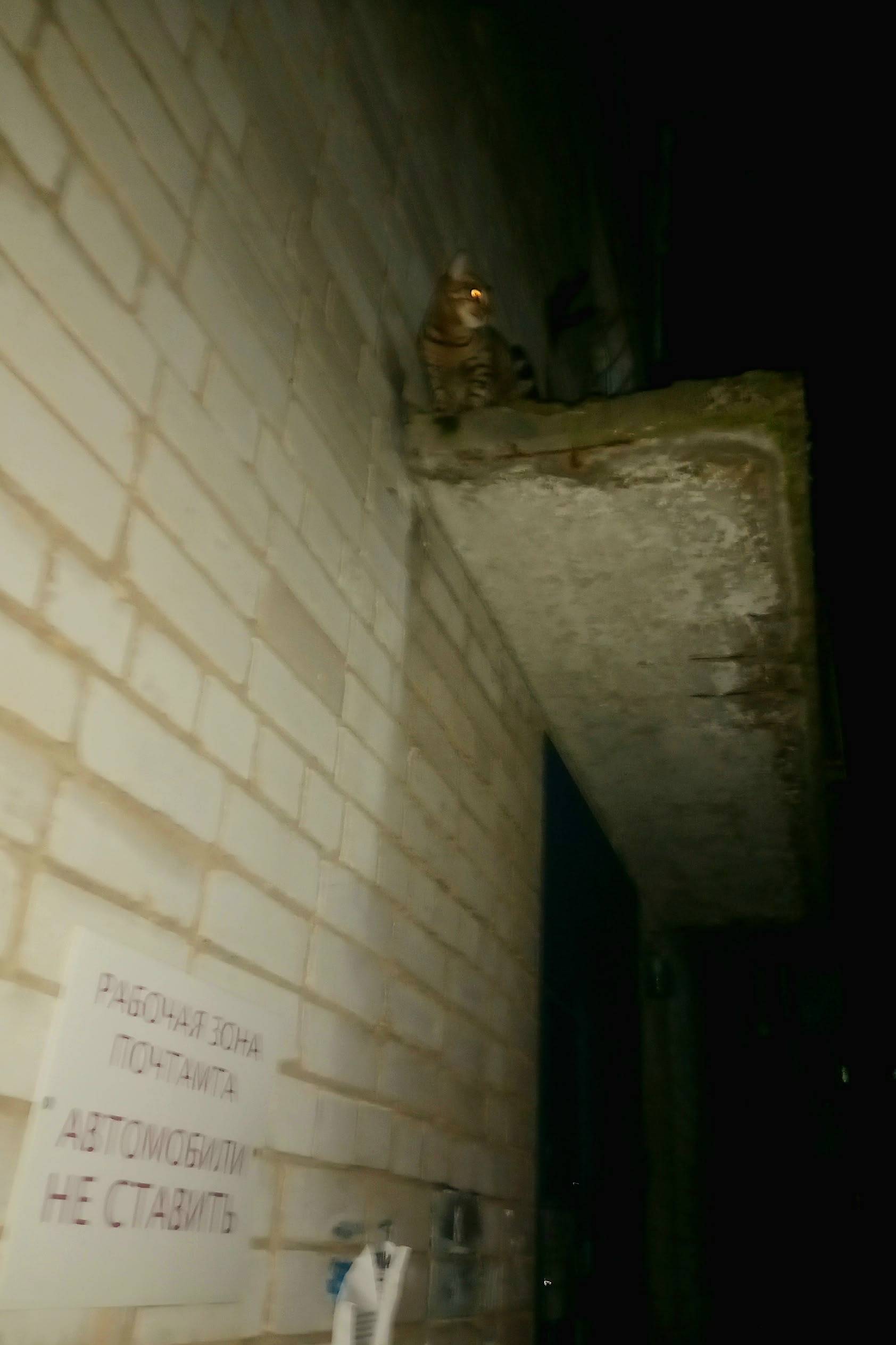 Пропала кошка Рыся, возможно на козырьке Почты