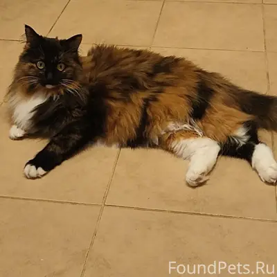 Пропала кошка, деревня Ясюниха