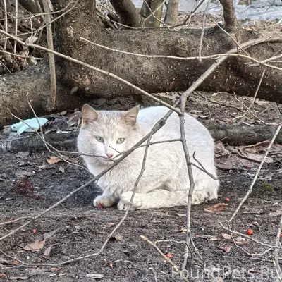 Найдена белая кошка, Мещерского