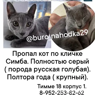 Пропал кот Симба, Архангельск