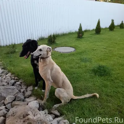 Пропала Псовая Борзая, район улицы Полевая