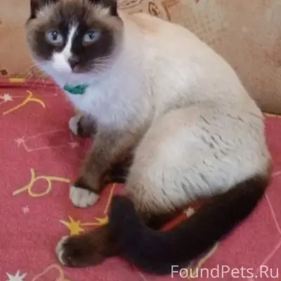 Найден кот, район Телевизионки