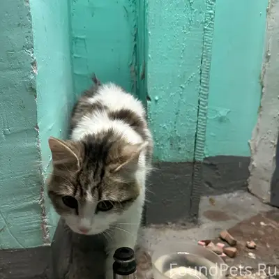 Найден котёнок девочка, Лебяжка