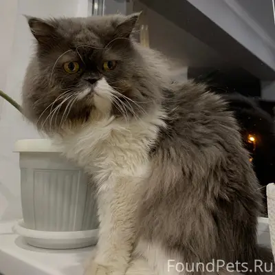 Пропал кот Миша, Новочеркасск