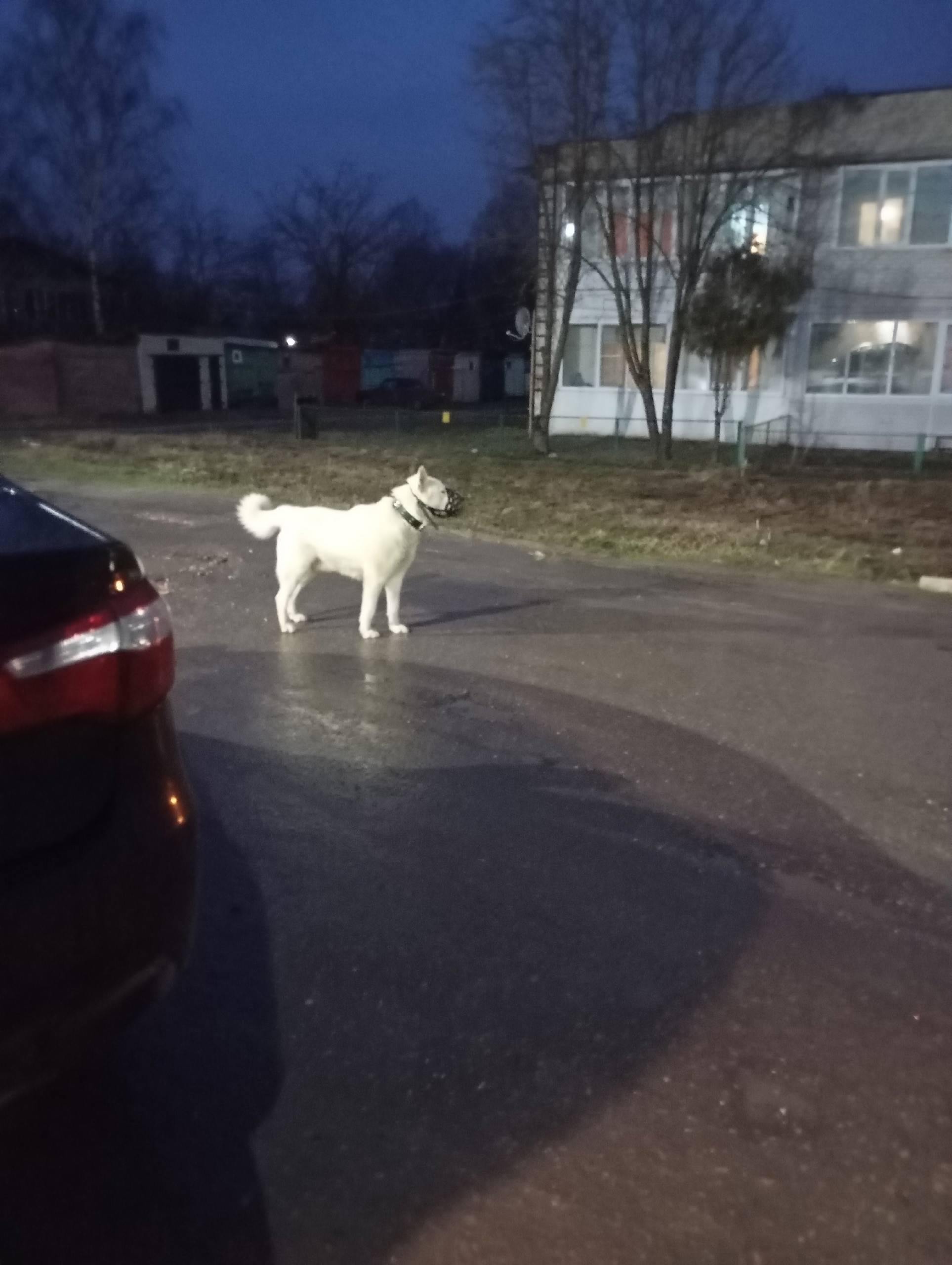 Пропала собака, район ул. Победы и ул. Крупской