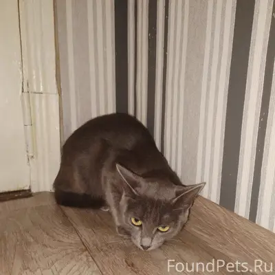 Найдена гладкошёрстная кошка, Степан Злобина 5