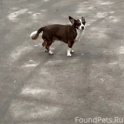 Пропала собака, Ватутина 38