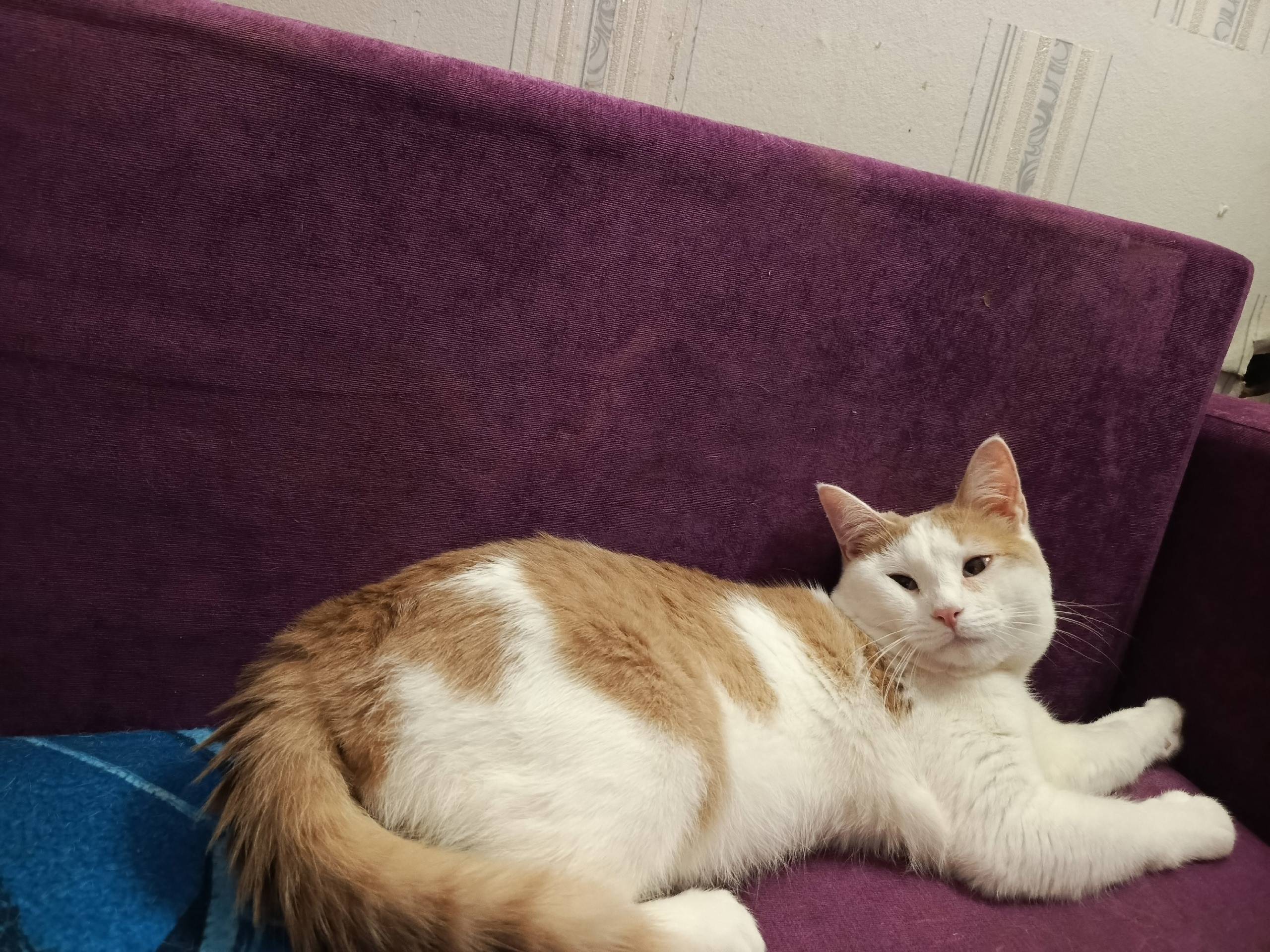 Пропал кот, рыжий-белый, улица Ладыжникова