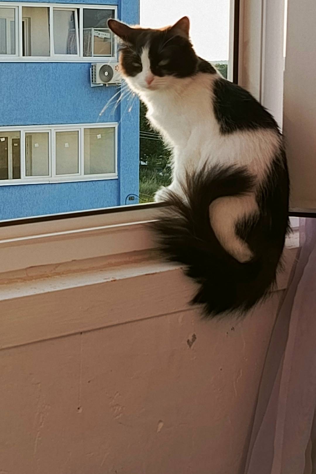 Пропала кошка, около Булгаковского рынка