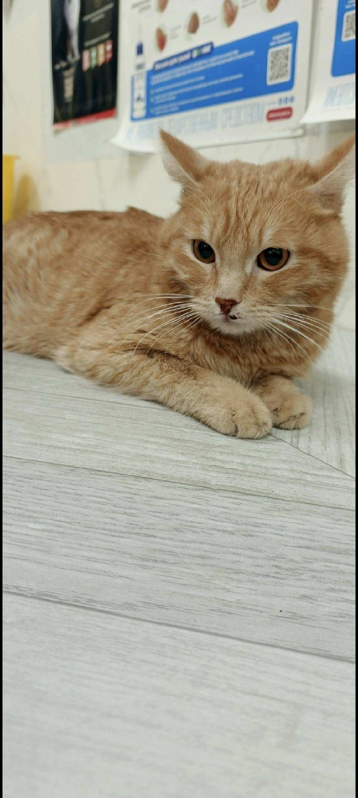 Найден кот, Курган, ул. Ленина