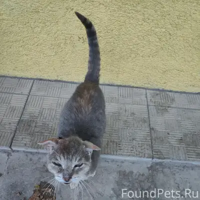 Найдена кошка, улица Александра Фролова, Ржев
