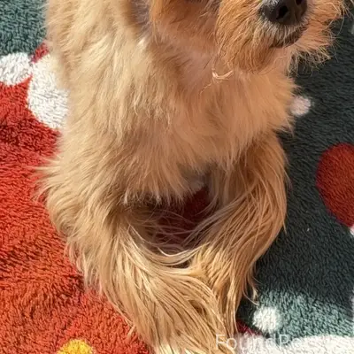 Пропал ойршерский-терьер Рич, Барский